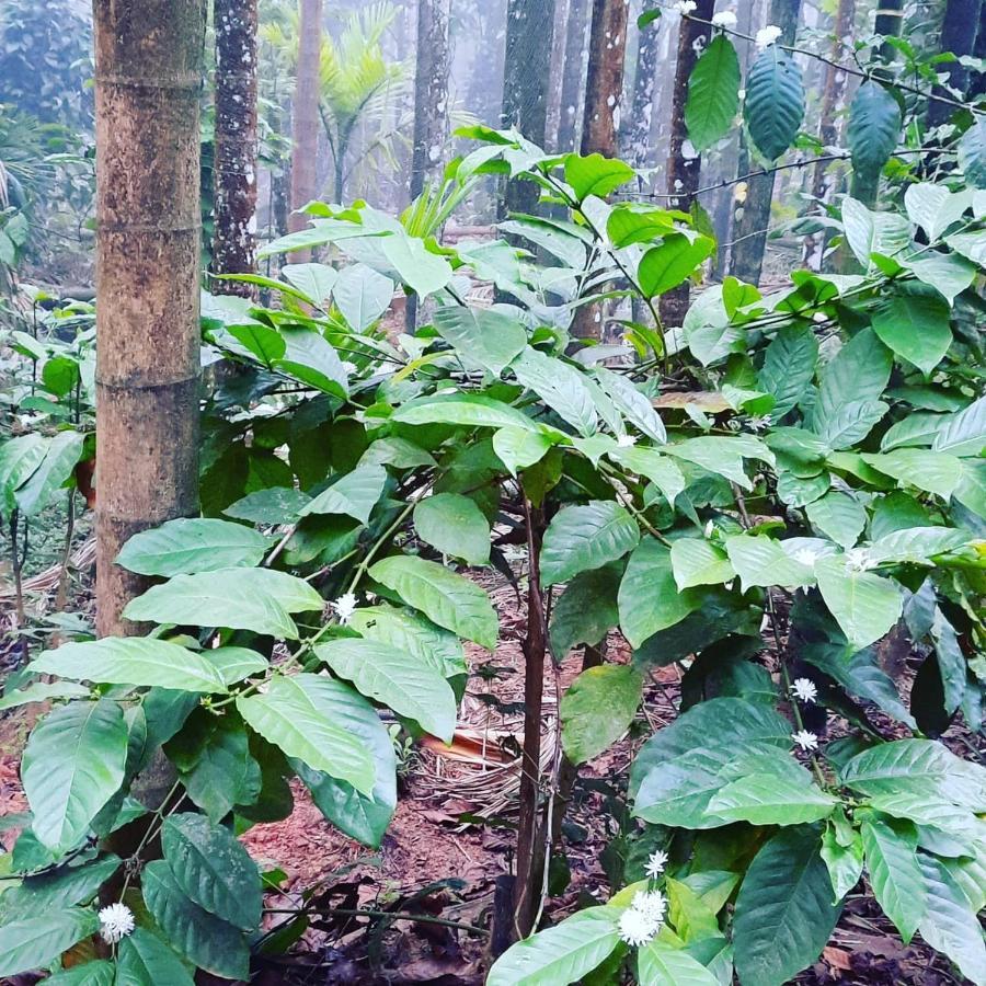 Hosamane Farm Inn Sringeri エクステリア 写真